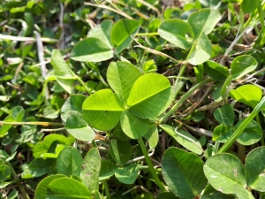 clover1.jpg